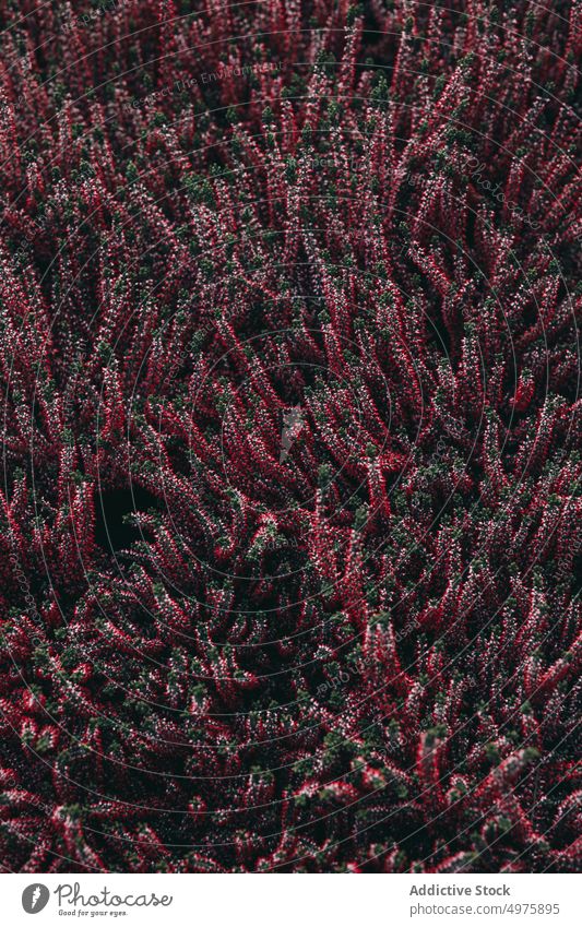 Schöne rote Heideblüten Blume Hintergrund geblümt natürlich Heidekraut Garten Pflanze Gewächshaus botanisch wachsen kultivieren Orangerie Ackerbau Textur