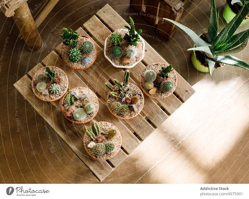 Tisch mit getopften Kakteen im Gewächshaus Kaktus Laden Wachstum Topf Kulisse Pflanze Sukkulente natürlich organisch Pflanzer Industrie Sammlung Sortiment