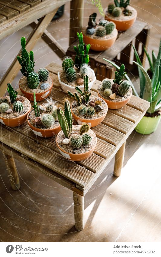 Tisch mit getopften Kakteen im Gewächshaus Kaktus Laden Wachstum Topf Kulisse Pflanze Sukkulente natürlich organisch Pflanzer Industrie Sammlung Sortiment
