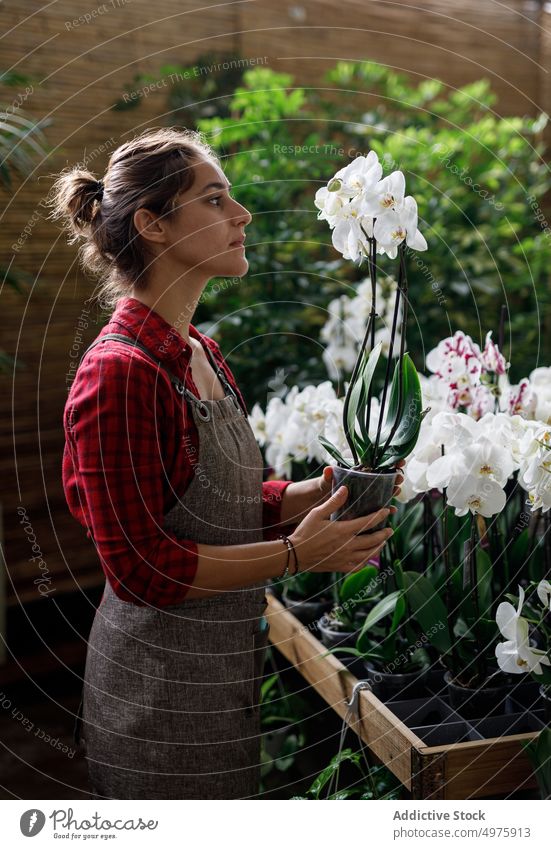 Florist bei der Prüfung einer Orchidee im Gewächshaus Gärtner untersuchen Blume Frau Arbeit grün organisch Botanik Garten Kleinunternehmen professionell frisch