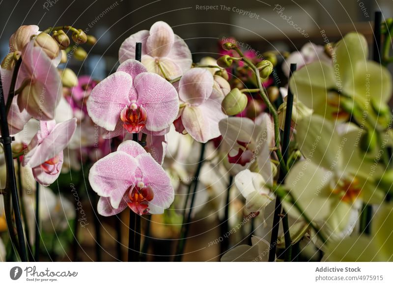 Schöne Orchideen wachsen im Gewächshaus Blume Blütenblatt filigran Wachstum Botanik natürlich Pflanze Garten Blütezeit Flora frisch organisch Aroma Wittern Duft