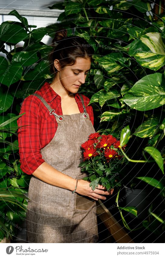 Frau mit Margarita-Blüten bei der Arbeit im Gewächshaus Blume Pflanze Garten rot grün jung Blätter Laubwerk schön Beruf Ackerbau Uniform lieblich organisch