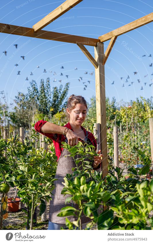 Fröhlicher Gärtner, der sich an einem sonnigen Tag um die Pflanzen kümmert Frau Garten Lächeln Pflege Arbeit Ackerbau grün organisch Botanik Kleinunternehmen