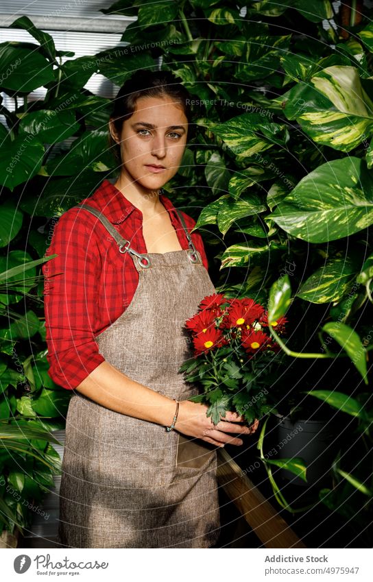 Frau mit Margarita-Blüten bei der Arbeit im Gewächshaus Blume Pflanze Garten rot grün jung Blätter Laubwerk schön Beruf Ackerbau Uniform lieblich organisch