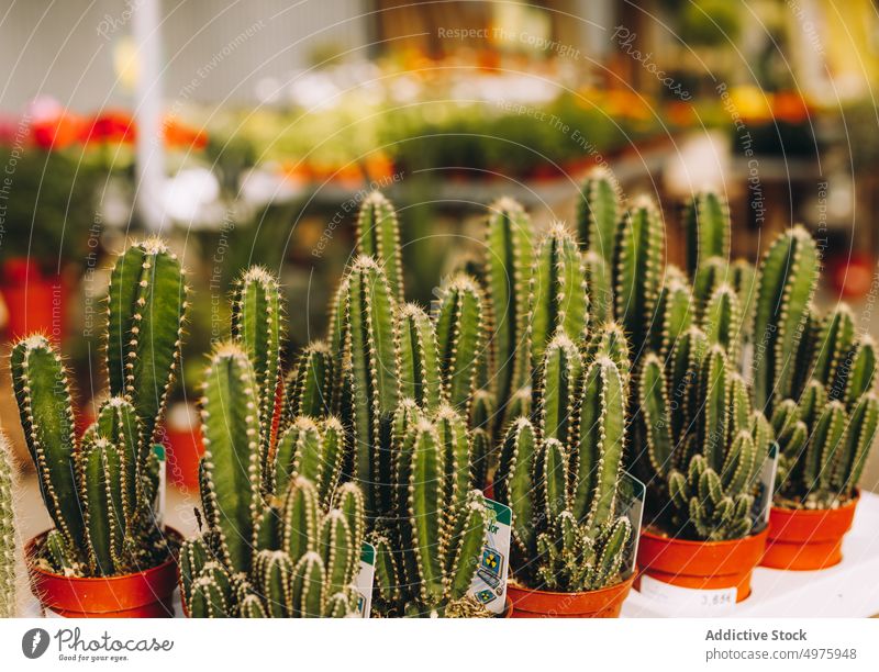 Stachelige Kakteen im Gewächshaus Kaktus stachelig Laden Wachstum Kulisse Topf Pflanze Sukkulente natürlich organisch Industrie Sammlung stechend exotisch