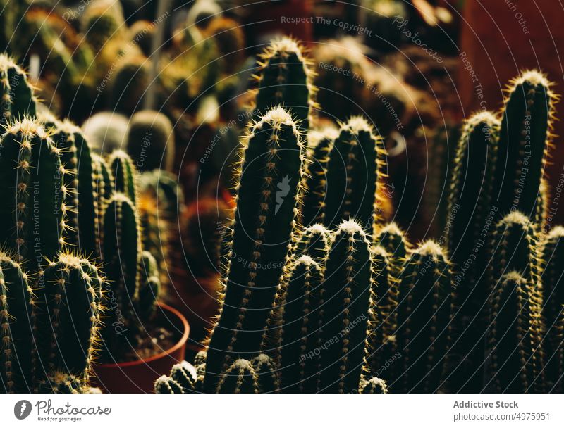 Stachelige Kakteen im Gewächshaus Kaktus stachelig Laden Wachstum Kulisse Topf Pflanze Sukkulente natürlich organisch Industrie Sammlung stechend exotisch