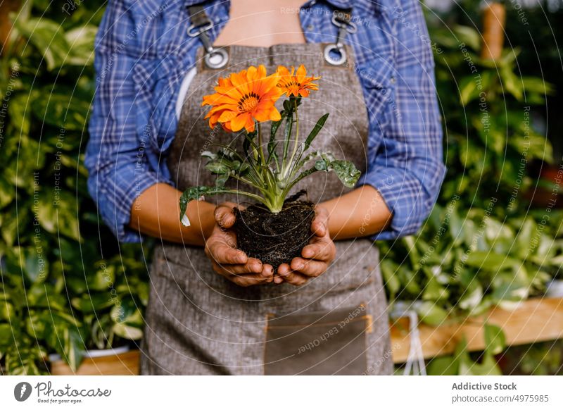 Frau hält Blume mit Erde Boden Gewächshaus Margarita Pflanze Arbeit Garten orange grün Blätter Laubwerk Beruf Ackerbau Uniform organisch frisch Natur Orangerie