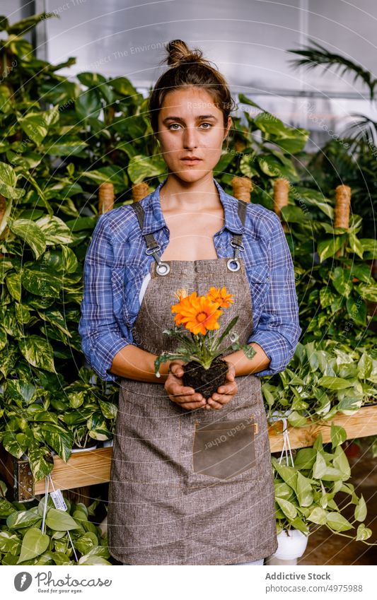 Frau hält Blume mit Erde Boden Gewächshaus Margarita Pflanze Arbeit Garten orange grün Blätter Laubwerk Beruf Ackerbau Uniform organisch frisch Natur Orangerie