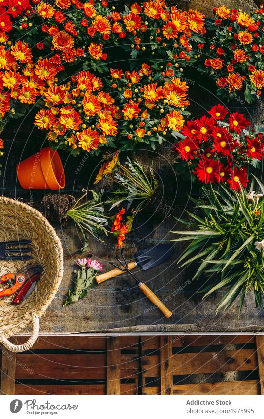 Margarita Blumen und Gartengeräte wachsen Blumenzucht kultivieren Werkzeuge Arbeitsplatz Orangerie Gewächshaus Blütezeit Korb Bestandsaufnahme schaufeln Weide