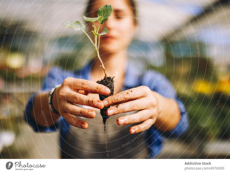 Frau hält grünen Setzling mit Erde Pflanze wachsen Keimling Arbeit sprießen Garten kultivieren Boden Arbeitsplatz Gewächshaus Orangerie Hände Kleinunternehmen