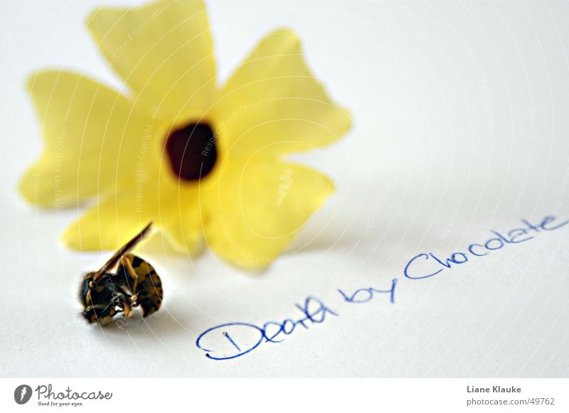 death by chocolate gelb weiß Typographie Wespen Insekt Blume Papier Natur Tod