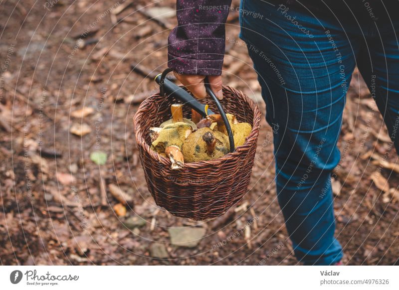 Frau in Outdoor-Kleidung hält einen Korb voller Pilze, hauptsächlich Steinpilze (Boletus edulis) aus dem Herbstwald. September und Oktober. Finden und Sammeln von Pilzen