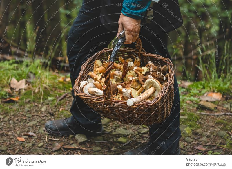 Mann in Outdoor-Kleidung hält einen Korb voller Pilze, hauptsächlich Steinpilze (Boletus edulis) aus dem Herbstwald. September und Oktober. Finden und Sammeln von Pilzen