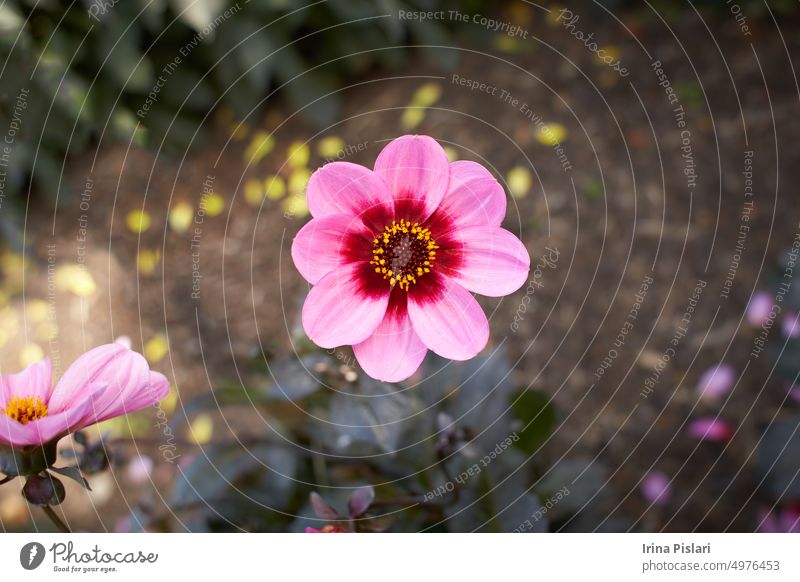 Nahaufnahme der roten und rosafarbenen Blüten der Asteraceae-Dahlie "Happy Single Wink" in Blüte. Herbstpflanzen. groß Blütezeit Überstrahlung botanisch Botanik
