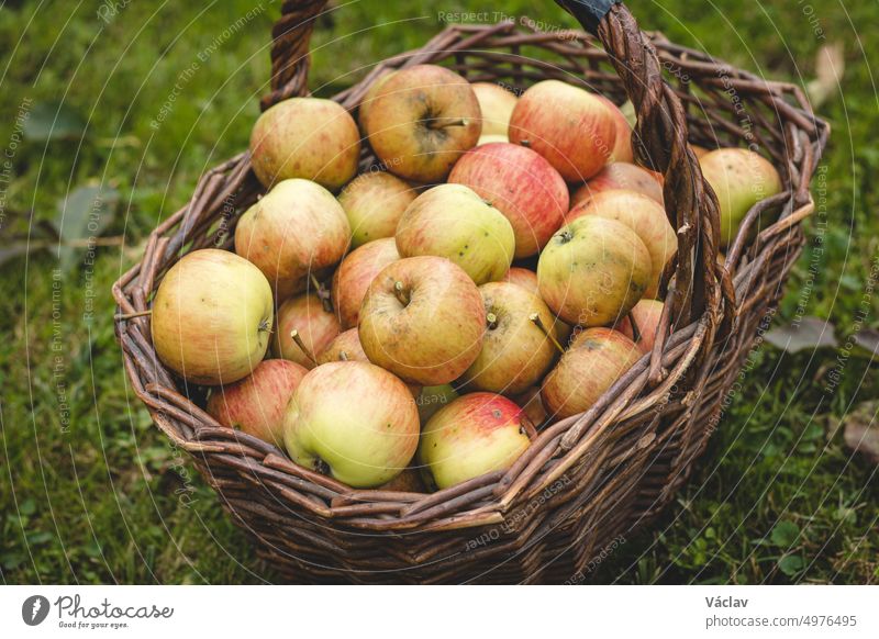 Herbstliche Ernte von saftigen und essbaren Äpfeln aus einer ländlichen Apfelplantage. Ein uraltes Werkzeug zum Pflücken von Äpfeln an entlegenen Stellen des Baumes