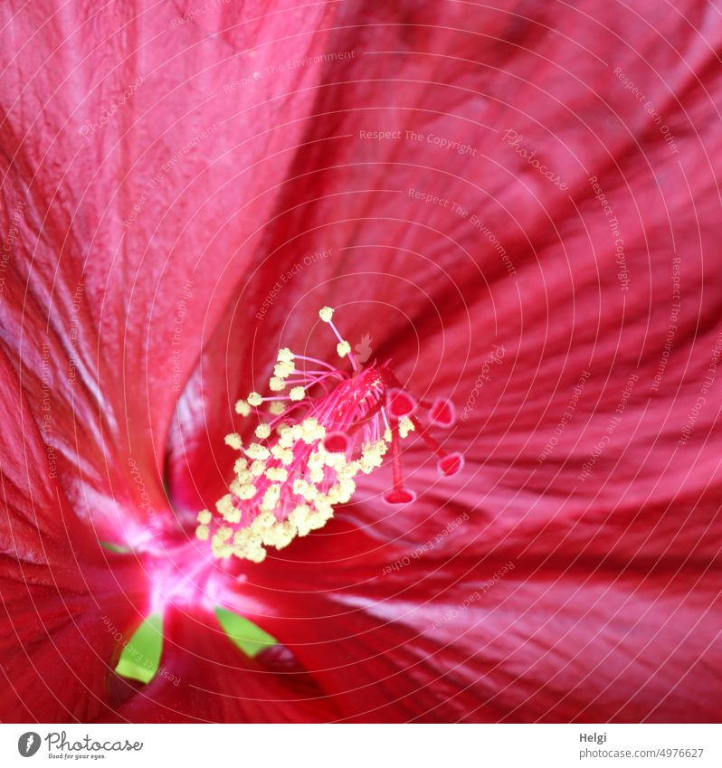 im Zentrum einer Hibiskusblüte Blume Blüte Detailaufnahme Stempel Pollen Eibisch Malvengewächs Blütenblatt Staubfäden Staubblätter Griffel Nahaufnahme Pflanze