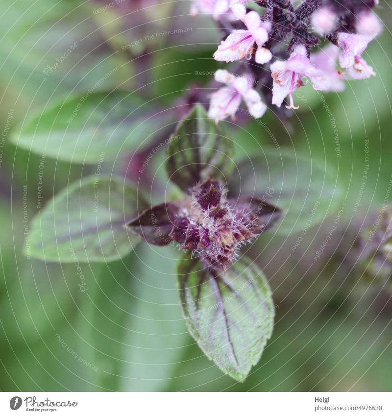 für Ini zum Geburtstag - Blätter und Blüten vom Strauchbasilikum Basilikum Blatt Nahaufnahme Makroaufnahme blühen wachsen grün lila violett rosa Pflanze