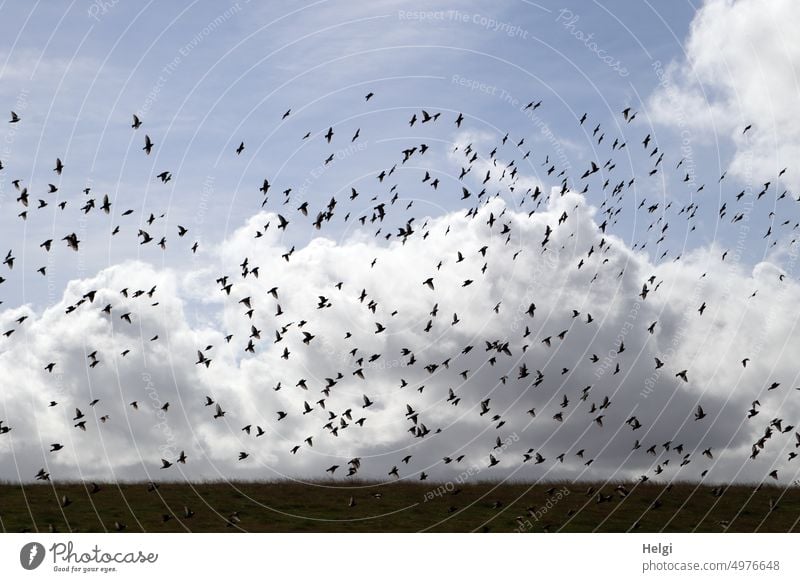 viele Stare fliegen über dem Deich vor blauem Himmel mit dicken Wolken Vogel Schwarm Vogelschwarm Licht Schatten Natur Vogelflug Freiheit Bewegung Außenaufnahme