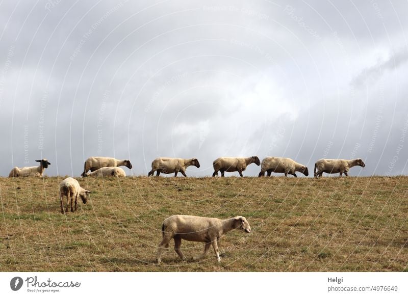 Sheepwalk - Schafe laufen auf dem Deich vor wolkigem Himmel Schafherde Deichschutz Gras Wolken Tier viele Wiese Natur Nutztier Landschaft Außenaufnahme