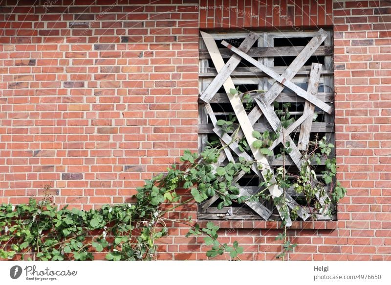 kreative Einbruchsicherung, teilweise mit Ranken bewachsen Gebäude Fenster Wand Mauer zugenagelt Holz Bretter Einbruchsschutz Pflanze Klinker Backstein
