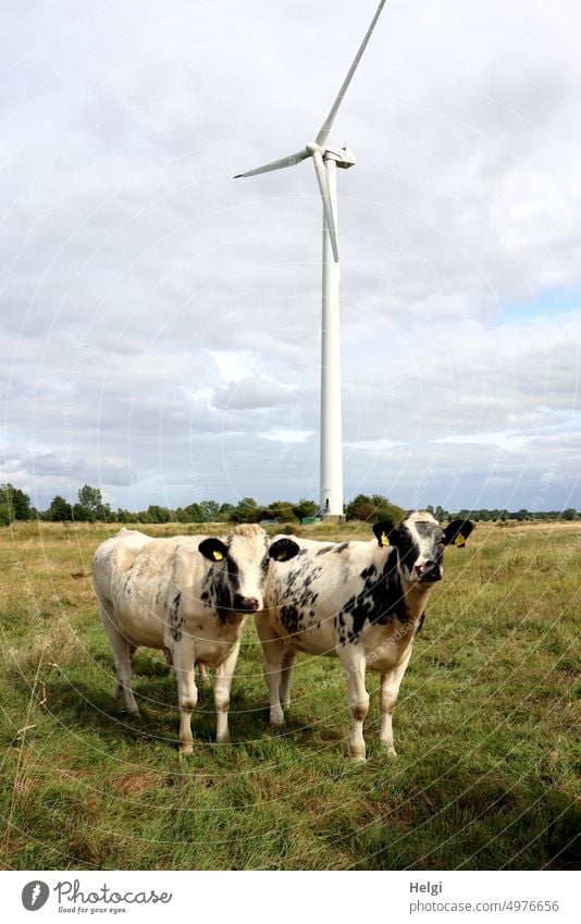zwei neugierige Rinder stehen auf einer Wiese vor einer Windkraftanlage schwarzbunt Kuh Tier Nutztier Windrad Energie Energiegewinnung erneuerbare Energie