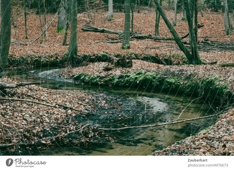 Ein mäandernder Bachlauf im herbstlichen Wald Kurve Herbst Fluss Wasser fließen S Laub Blätter fallen Natur Bachbett klar Landschaft Baum