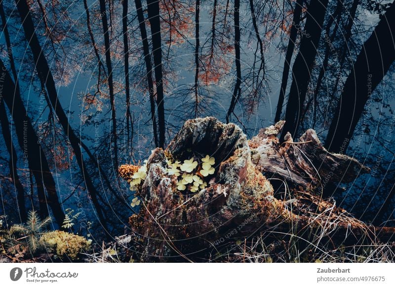Hohler Baumstumpf mit Klee vor gespiegelten Bäumen in einem tiefblauen See spiegelung Herbst geheimnisvoll Geheimnis Natur Wasser Wasseroberfläche Spiegelung
