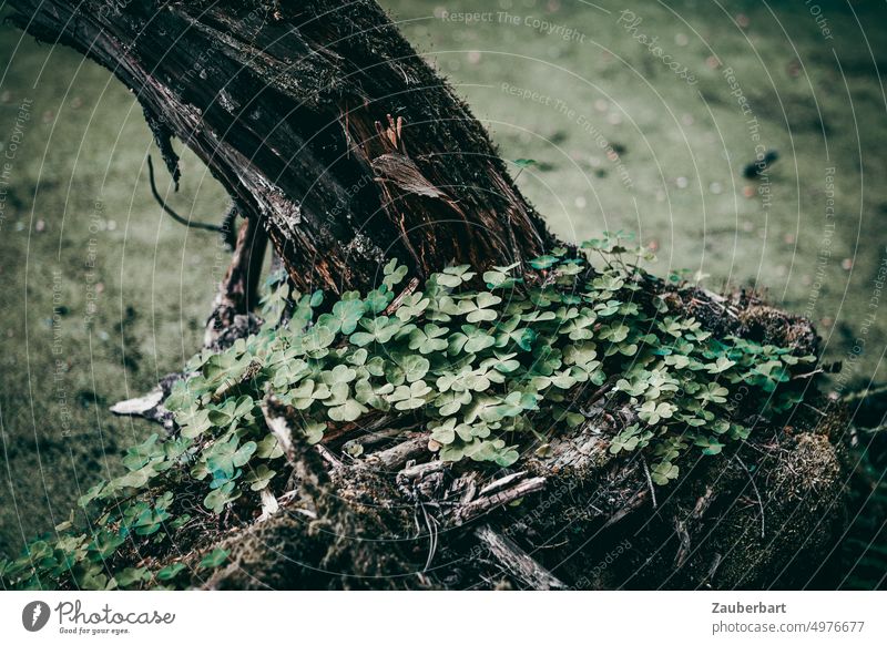Kleeblätter auf einem vermodernden Baumstamm vor grünem Fliess-Gewässer vermodert Sumpf Natur ursprünglich Blätter Wachstum vergänglich Neuanfang Pflanze Wald