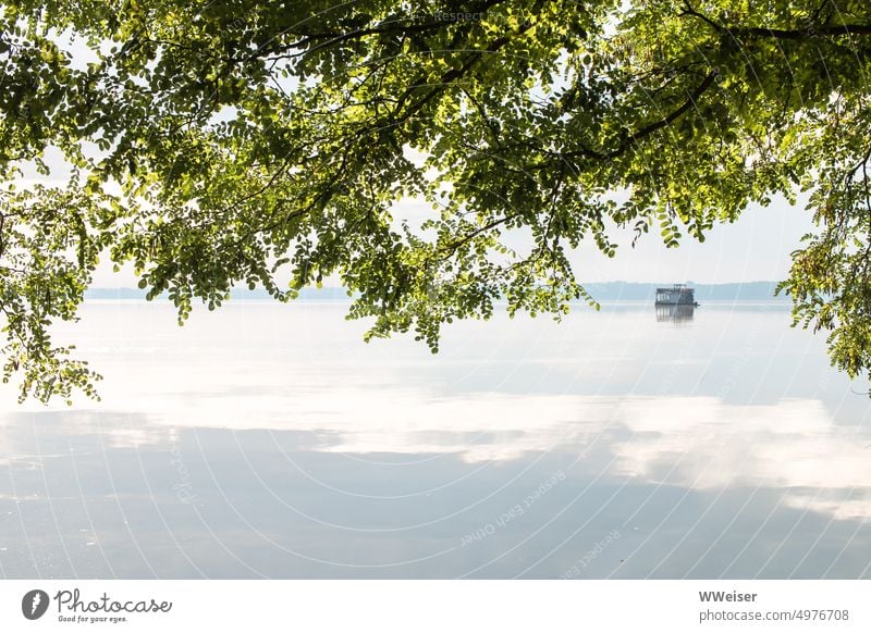 Ein grüner Baum dient freundlicherweise als Dach am Seeufer, auf dem Wasser döst ein Floß Ufer Aussicht Natur Robinie Esche Laubbaum Blätterdach schwimmen