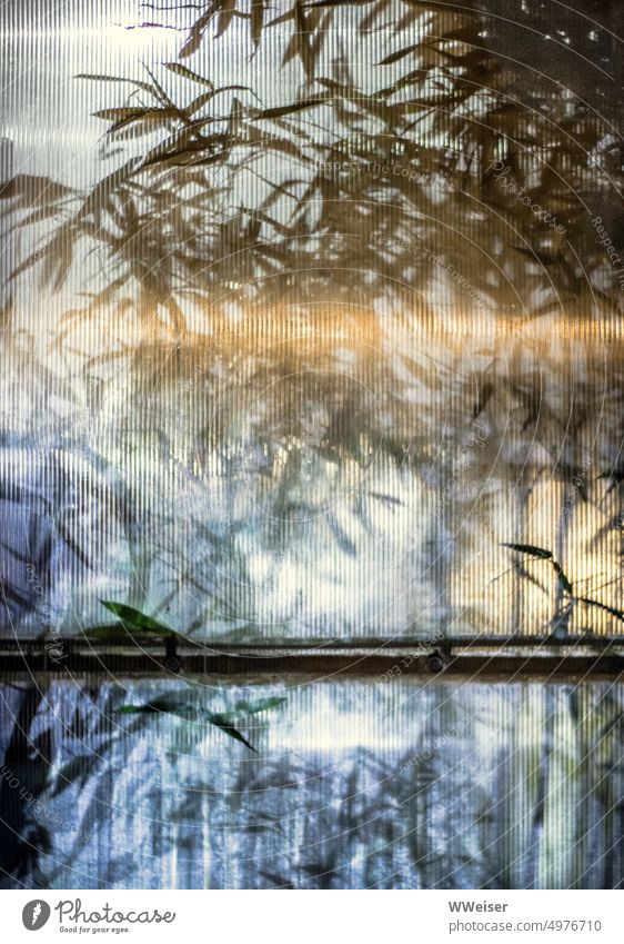 Hinter einer Plastikwand ist ein Raum mit Tropenklima, Palmen und anderen exotischen Pflanzen Wintergarten Garten wachsen warm Glas Fenster Wand transparent