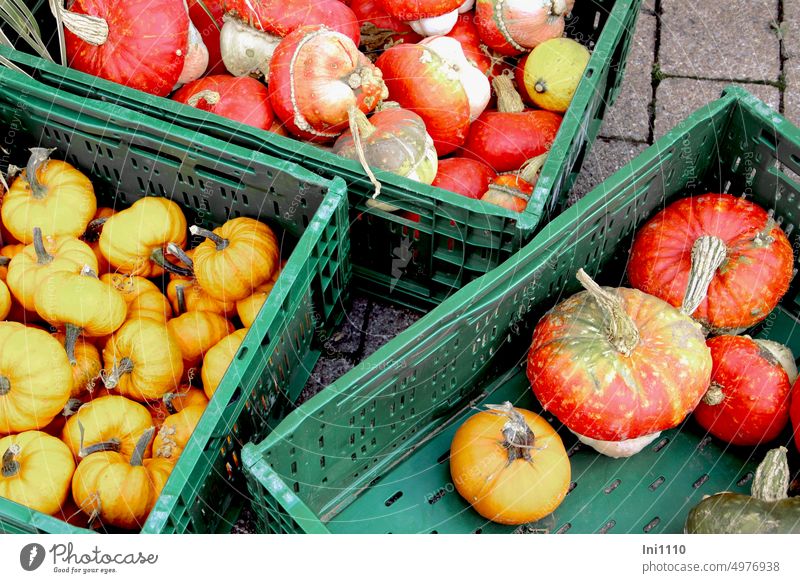 Kürbisse Herbst Wochenmarkt Gemüse Fruchtgemüse Auswahl Kürbissorten Bischofsmütze Jack be little Minikürbis Mandarinenkürbis Nahrungsmittel Speisekürbis