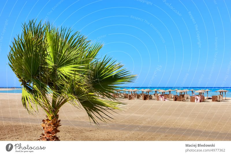 Doum-Palme an einem Strand mit Sonnenschirmen in der Ferne, selektiver Fokus, Marsa Alam, Ägypten. Natur Handfläche Baum Sand MEER Doumpalme Lebkuchenbaum