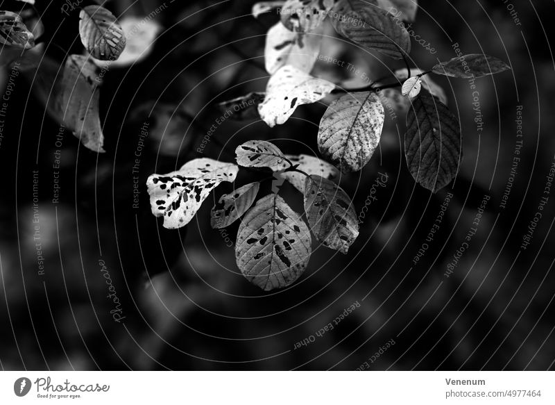 Junger Laubbaum im Herbst mit verfärbten Blättern, schwarz und weiß jung Baum Bäume Wald Wälder Blatt Ast Niederlassungen Natur Deutschland Fotografie Tierwelt