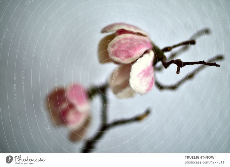 Magnolie Magnolienblüte Magnolienzweig im September vor weisser Wand Blüte weiss und rosa Zweig Ast Nahaufnahme geringe Tiefenschärfe zwei Blüten