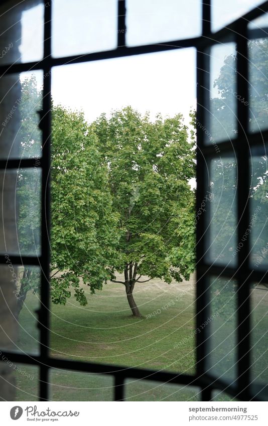 Baum durch geöffnetes Fenster zu sehen Blick nach Draußen grüner Baum auf Wiese bedeckt Sommer Fenster mit vielen kleine Fensterscheiben menschenleer
