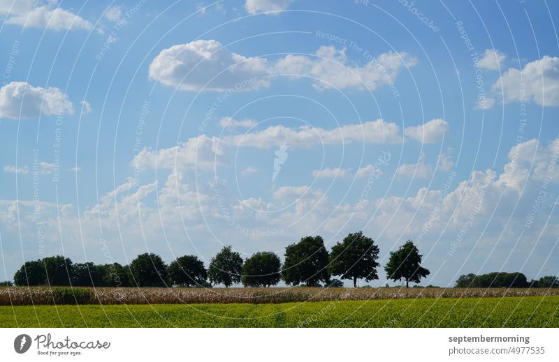 Baumreihe vor Himmel mit weißen Wolken Natur menschenleer farbig Sommer Wolkenhimmel Bäume am Tag Felder