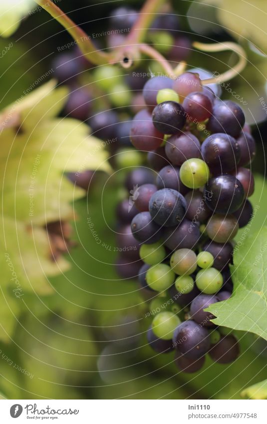Weintrauben Herbst Spätsommer Nutzpflanze Pflanze Kletterpflanze Rebsorten Tafeltrauben Weinranke Weinbeeren Fruchtstand Trauben mehrfarbig reif unreif grün