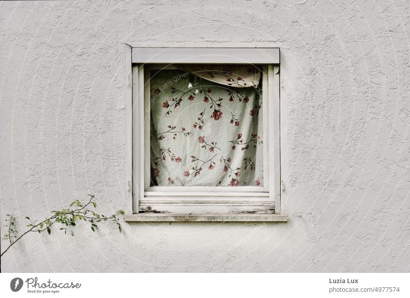 Alltagspoesie: ein kleines, altes Fenster verhängt mit einem Kissenbezug mit kleinen Röschen. Ein Zweig streckt sich an der Wand entlang in seine Richtung.