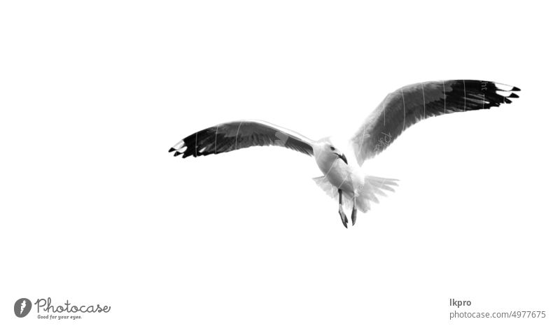 eine weiße freie Möwe, die in den klaren Himmel fliegt vereinzelt Vogel MEER Natur Tier blau Flug Tierwelt Vögel Hintergrund wild Flügel Feder schön Freiheit