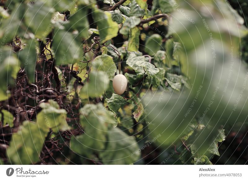 Nahaufnahme eines Busches mit vergessenem Osterei/ Osterdekoration Ostern Osterfest Dekoration Natur Baum Blätter grün Ei Fruchtbarkeit Fruchtbarkeitssymbol