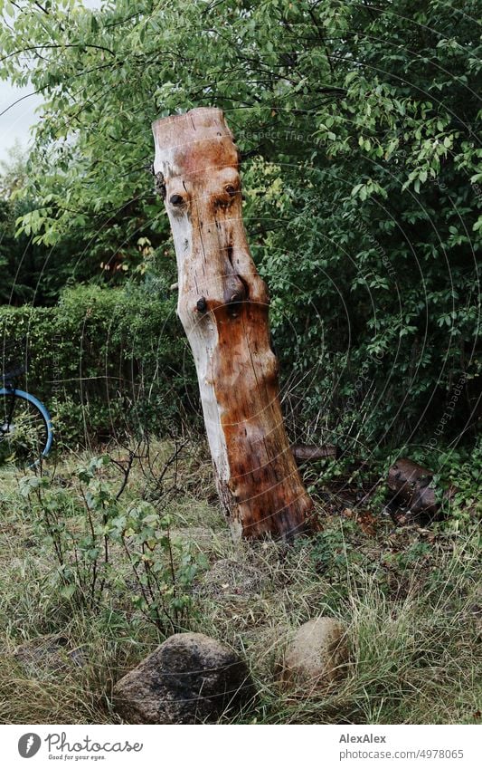 Abgesägter Baumstamm, der aussieht, als hätte er ein Gesicht, steht in einem  Kleingarten neben Büschen auf einem Grashügelchen. Garten Schrebergarten Stulptur