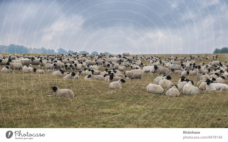 Eine Herde Rhönschafe beim chillen Fell Umwelt Sommer Himmel Ohren schafe zählen Tierporträt Tag Nutztiere Landwirtschaft Farbfoto Menschenleer Weide