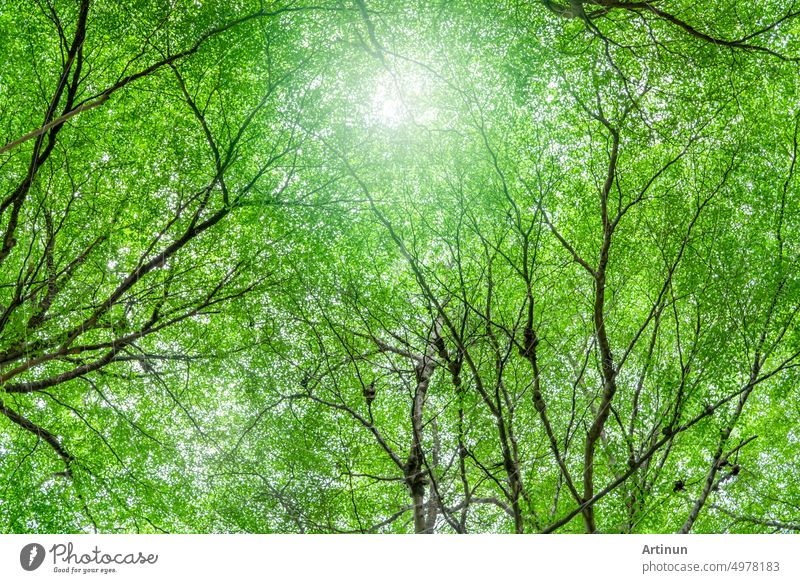 Blick von unten auf einen Baum mit grünen Blättern und Zweigen im tropischen Wald. Frische Umgebung im Park. Grüner Baum gibt Sauerstoff im Sommergarten. Erhaltung der Umwelt. Ökologie-Konzept. Kohlenstoffreduzierung