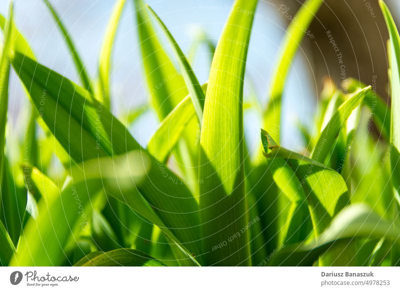 Grüne Grasblätter, Nahaufnahme, niedrige Perspektive Blatt grün Natur Sommer Pflanze Makro Garten Feld Hintergrund frisch Wiese Frühling Rasen Textur Umwelt