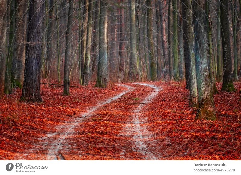 Eine schneebedeckte Straße durch den Wald und gefallenes Laub Schnee Blatt rot Baum Natur Holz Herbst Landschaft Saison Winter Weg kalt Laubwerk verschneite