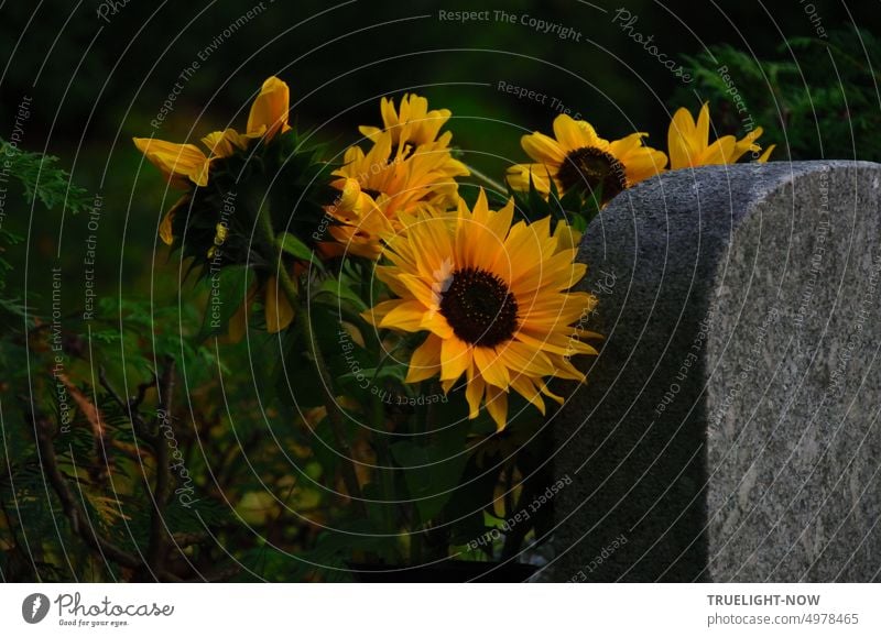 Sonnenblumen lehnen sich auf dem Friedhof im letzten Tageslicht an einen Grabstein Dämmerung Totensonntag Volkstrauertag Totengedenken Abschied Vergänglichkeit