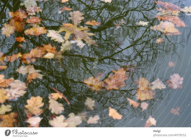 Herbst  ist da  - vertrocknete Blätter schwimmen in einer Pfütze, ein kahler Baum spiegelt sich darin Wasser Wasseroberfläche Reflexion & Spiegelung