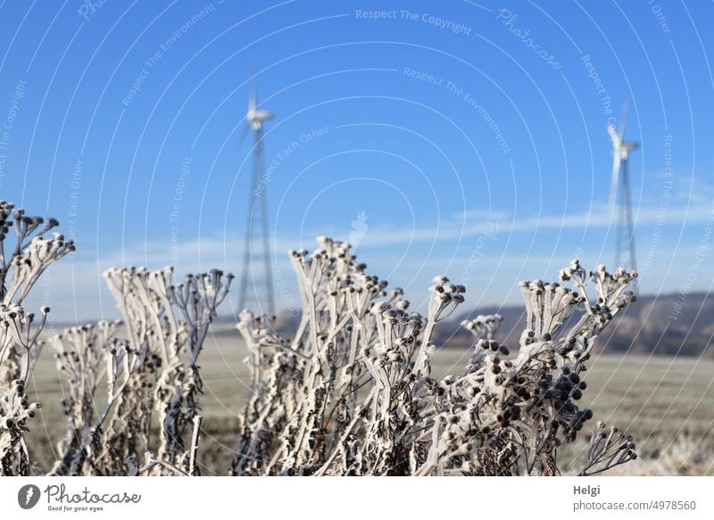 eiskalt - vertrocknete Rainfarn-Pflanzen mit dickem Raureif bedeckt, im Hintergrund zwei Windkraftanlagen vor blauem Himmel Winter Kälte Frost bizarr gefroren