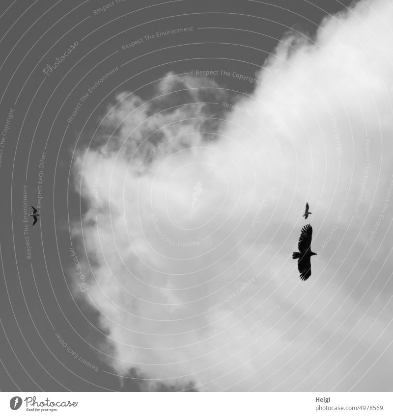 ein Raubvogel und zwei Möwen fliegen am Himmel, schwarzweiß-Aufnahme Vogel Wolken monochrom Natur natürlich Freiheit Tier Außenaufnahme Wildtier Menschenleer