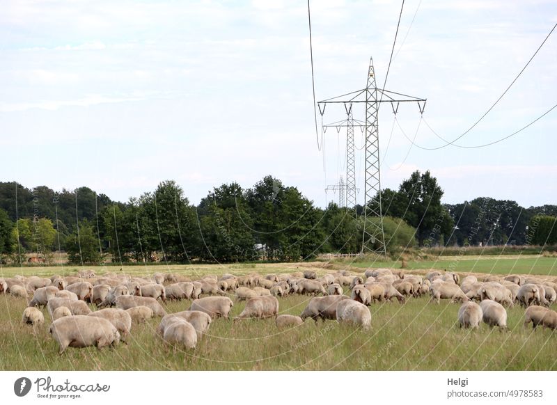 Schäfchen zählen - viele fressende Schafe auf einer Weide, im Hintergrund Bäume und Strommasten Schafherde Tier Säugetier Nutztier Wiese Baum Strauch